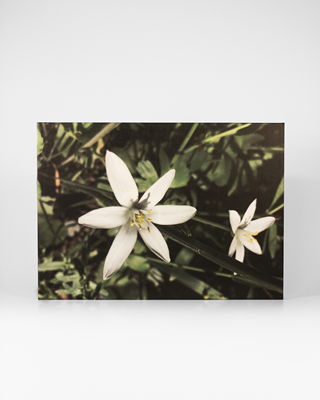 Canvas - 18"X12"x1.5" 